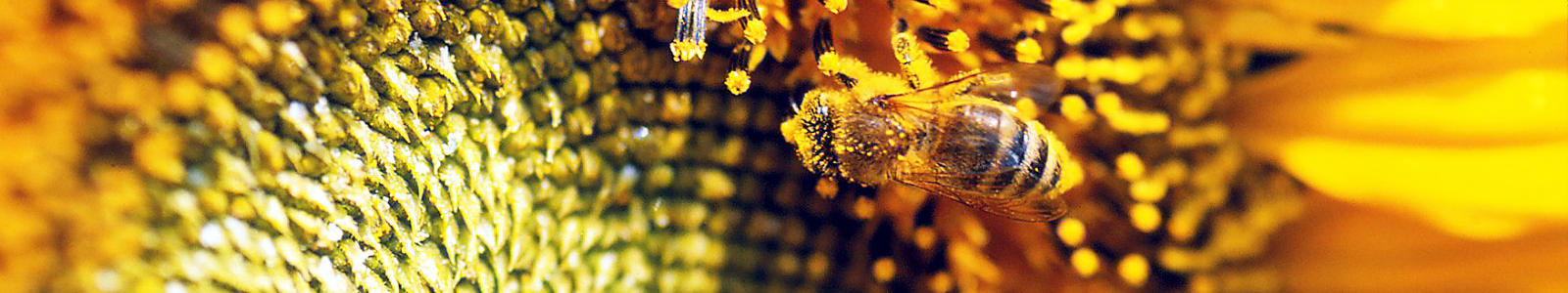 Biene auf einer Sonnenblume ©DLR